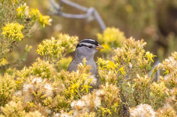 Obraz premium White-crowned sparrow in yellow flowers at Point Lobos State Reserve, Carmel, California