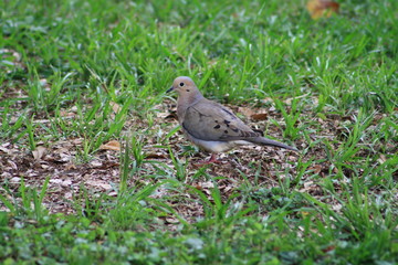 Mourning Dove, bird, nature, wildlife, gray, black, green