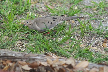 Mourning Dove, bird, nature, wildlife, gray, black, green