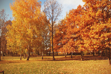 Fototapeta na wymiar golden autumn landscape full of fallen leaves in the park