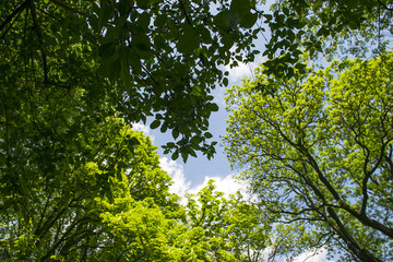 Treetops framing the sunny blue sky 