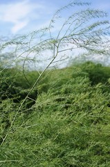 Spargel pflanze,Wurzelstock,spargelkraut,asperagus officinalis,gr&uuml;ner spargel,spargel asperagus,gem&uuml;sespargel,anbauen,erntefrische spargel,mannshohen spargelpflanze,spargel botanik,spargel