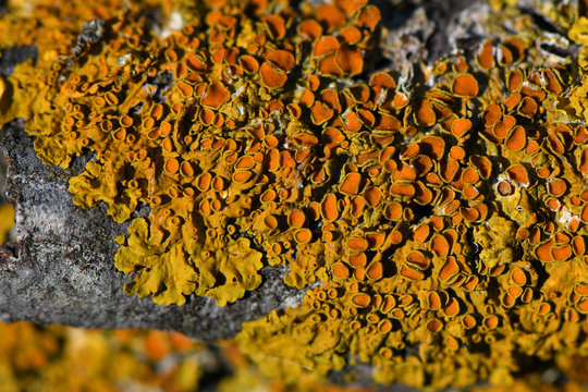 「Bioindicator」の画像 554 件の Stock 写真、ベクターおよびビデオ Adobe Stock