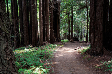 Wide dirt path through redwood trees