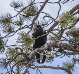 Crow
