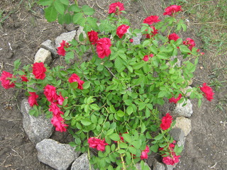 Naklejka premium red flowers in the garden