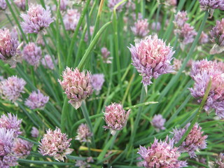 flowers in the garden