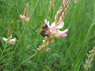 bee on flower
