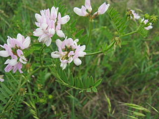pink flowers in garden