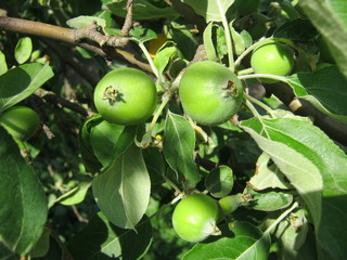 green apples on tree
