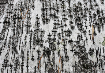 Obraz premium Black-white striped and cracked natural texture of russian birch bark