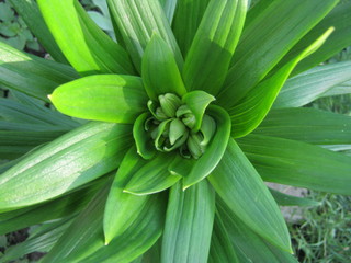 green plant in garden