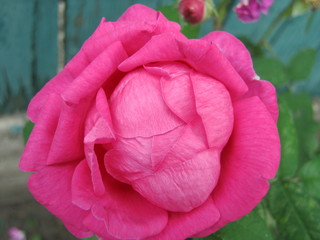 pink rose in the garden