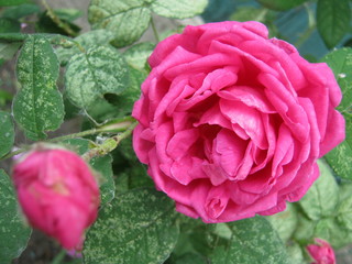 pink rose in the garden