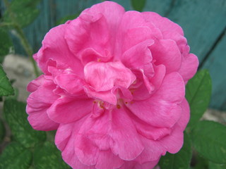 pink rose in garden