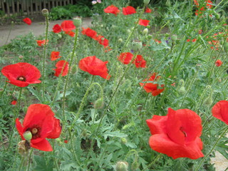 poppy field of poppies