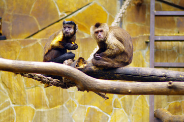 Capuchin