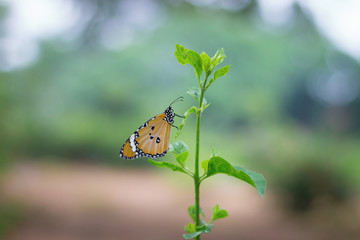 The Plain Tiger  butterfly sitting on the flower plant with a nice soft background in its natural habitat