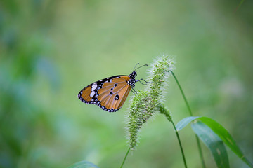 The Plain Tiger  butterfly sitting on the flower plant with a nice soft background in its natural habitat