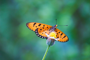 butterfly sitting on the flower plant with a nice soft background in its natural habitat
