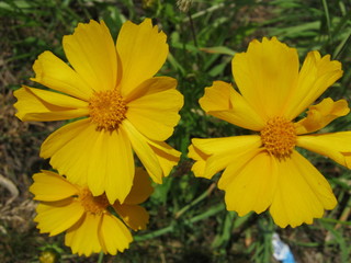 yellow flowers in garden