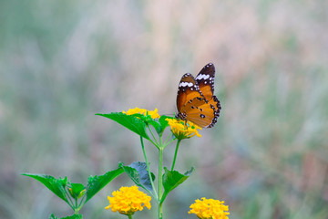 The Plain Tiger  butterfly sitting on the flower plant with a nice soft background in its natural habitat