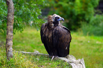 vulture