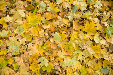 Top view on colorful dried leaves on the ground. Autumn in the park.