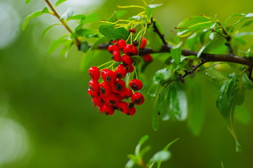Rowan