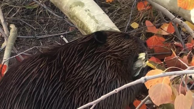 Beaver busy at work