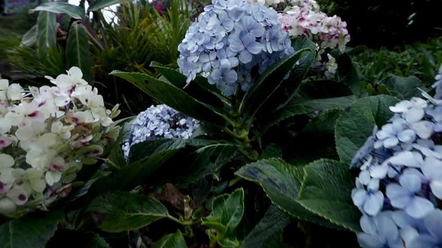 Fresh candytuft in front of terrace, Full shot, Pull back