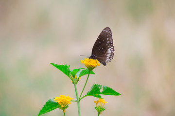 Euploea core, or the common crow, is a common butterfly found in South Asia and Australia. In India...