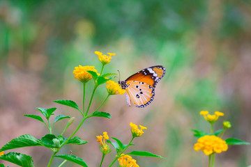 The Plain Tiger  butterfly sitting on the flower plant with a nice soft background