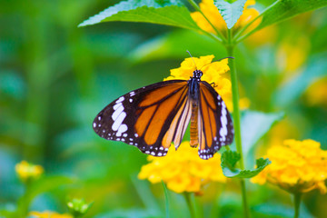Monarch butterfly sitting on the flower plant with a nice soft background in its natural habitat