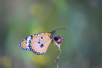 The Plain Tiger  butterfly sitting on the flower plant with a nice soft background