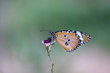 Plakat The Plain Tiger butterfly sitting on the flower plant with a nice soft background in its natural habitat