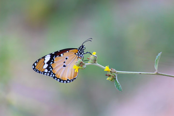 The Plain Tiger  butterfly sitting on the flower plant with a nice soft background in its natural habitat