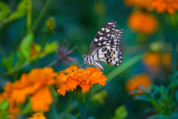 Common lime butterfly sitting on the flower plant in the garden