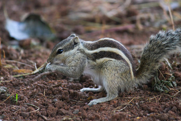 A Squirrel on the grouond  looking curiously in its natural habitat with a nice soft green blurry background.