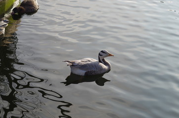 Duck
