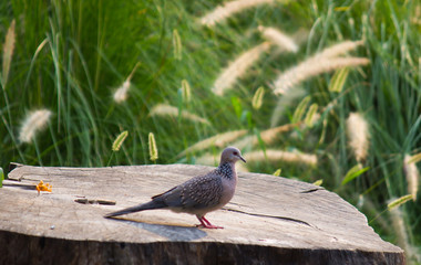 A dove sitting on the tree log in a garden