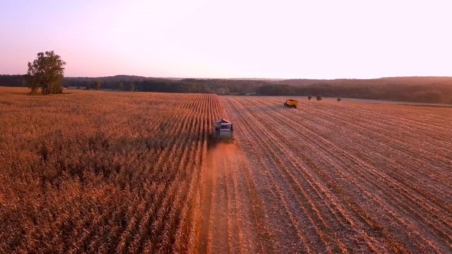 Krepa, Poland - October 5, 2018: aerial with combine cutting corn on field in golden sunset light. 