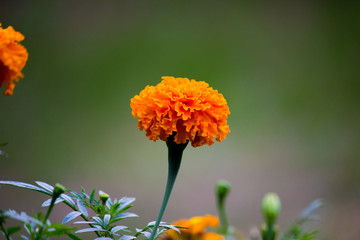Marigold flower blooming away in the garden on a beautiful day.