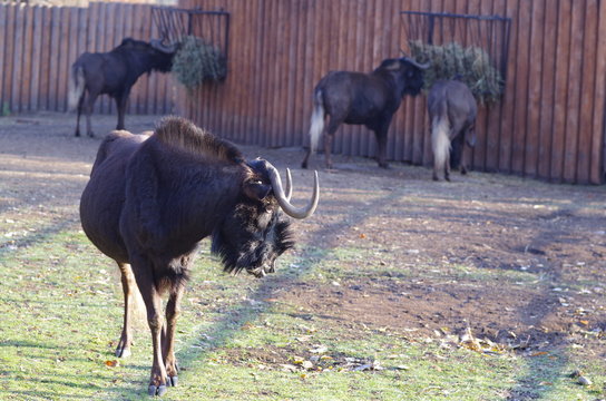 antilopa gnu