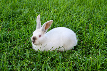 White rabbit in spring green grass background