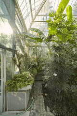 botanic garden indoors, in green house. tropic vegetation, plants. Belgrade Serbia.
