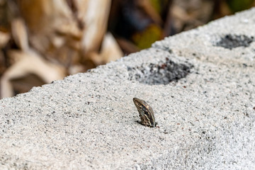 Wall lizard looking up through hole in the rock, La Palma, Canaries