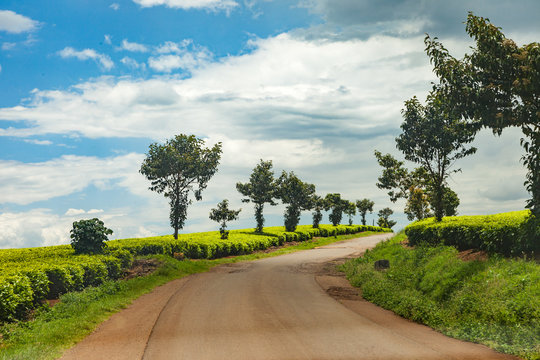 Kericho Kenya Africa tea plantation