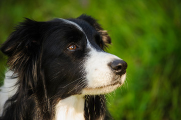Border Collie dog portrait against green background
