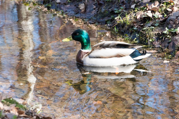 duck in a pond